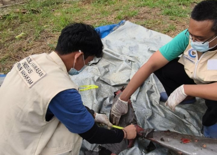 Lion, Pesut Jantan 30 Tahun Ditemukan Mati di Perairan Kota Bangun