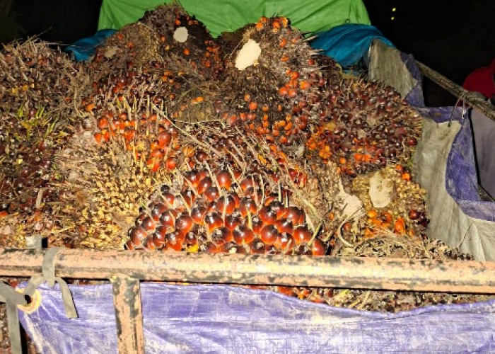 Diduga Hendak Curi 1,2 Ton Buah Sawit Milik Perusahaan, Pria di Muara Kaman Ditangkap Polisi 