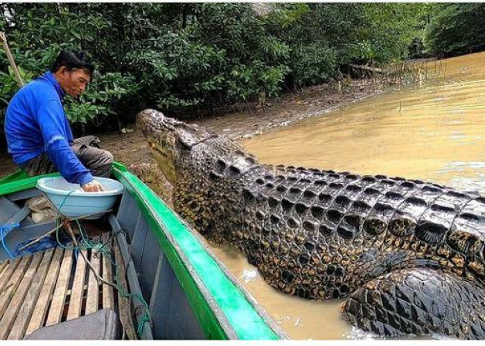 Akmal Janji Cari Solusi untuk Habitat Buaya Riska