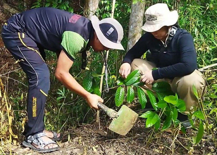 Hijaukan Bumi, Ratusan Bibit Ulin Ditanam di Tahura Lati Petangis