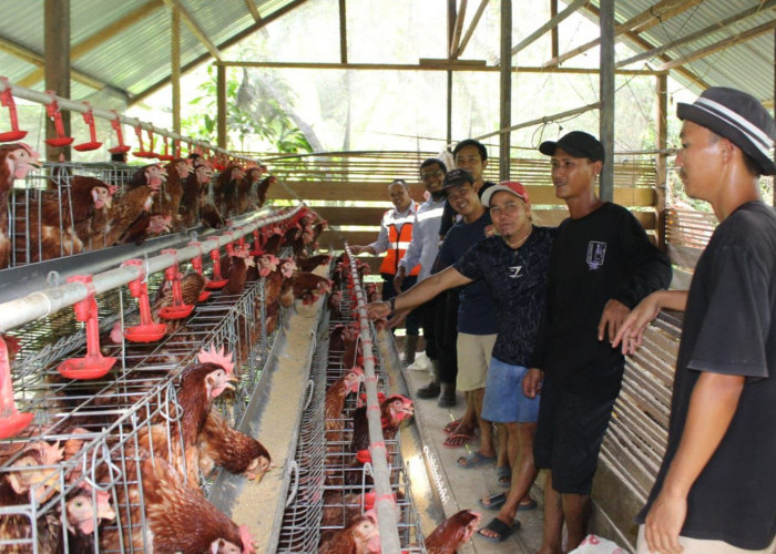 Kelompok Pemuda di Kutai Barat Kembangkan Usaha Ayam Petelur, Kurangi Ketergantungan Pasokan dari Luar