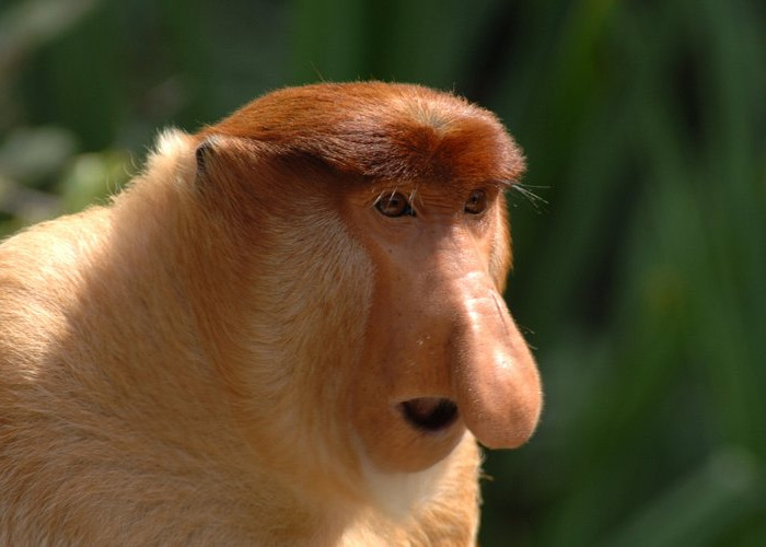 Hadirkan Ekowisata di Bidukbiduk, Jaga Mangrove hingga Habitat Penyu Sekaligus Kembangkan Potensi Daerah