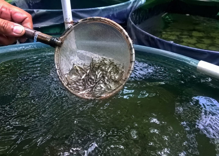 Dinas Perikanan Paser Salurkan 119 Ribu Benih Ikan Tahun Ini 