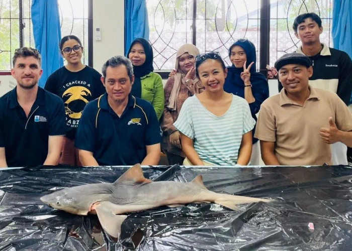 Dikira Sudah Punah, Hiu Langka Dunia Tiba-Tiba Muncul di Sungai Kaltara