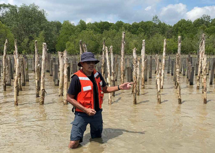 Desa Babulu Laut: Benteng Terakhir Habitat Bekantan dan Budi Daya Mangrove