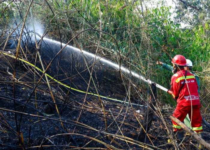 Karhutla di IKN: Satu Terduga Pelaku Diproses Hukum, Perusahaan Kena Sanksi