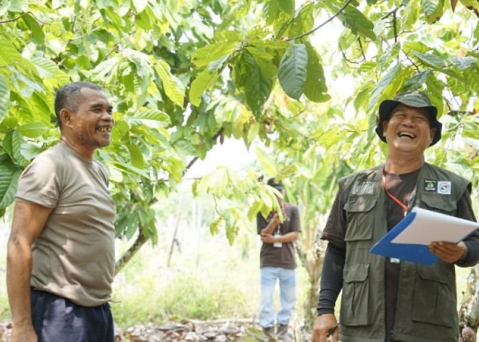 Rehabilitasi Kebun Hingga Saprodi, Cara Berau Coal Dampingi Ribuan Petani Kakao 
