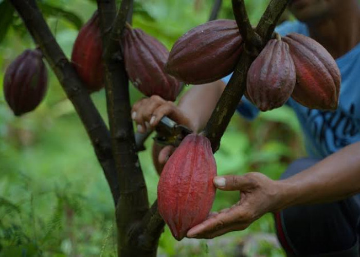 Bupati: Kakao Berau Jadi Rebutan Pasar Luar Negeri 