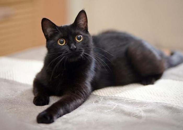 Mitos Kucing Hitam Terungkap, Benarkah Pembawa Sial atau Justru Pembawa Rezeki?