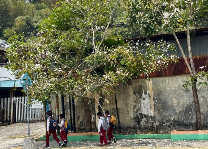 Tabebuya Bermekaran di Sejumlah Ruas Jalan Balikpapan, DLH Balikpapan Bakal Tambah Titik Penanaman