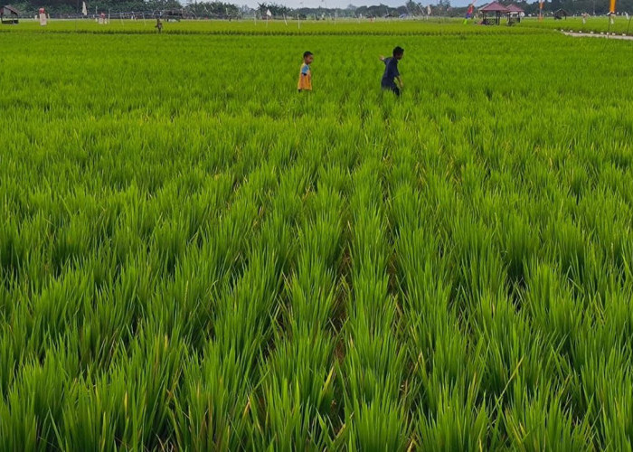 Bupati Kutim Minta Desa Petakan Lahan Sawah dan Padi Kering demi Perkuat Sektor Pangan