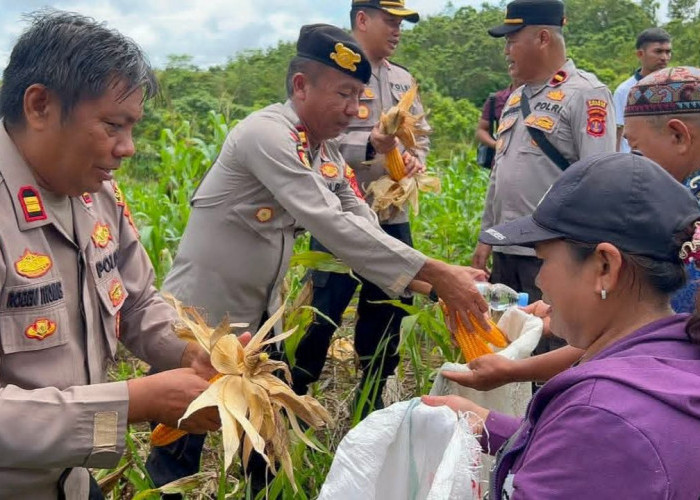 Produksi Jagung di Kampung Lutan Mahulu Mampu Penuhi Kebutuhan Pakan Ternak Ayam