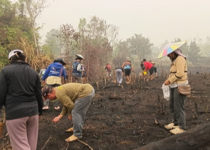 Dampak Musim Kemarau, Hasil Padi Gunung di Mahulu Diprediksi Turun Drastis 