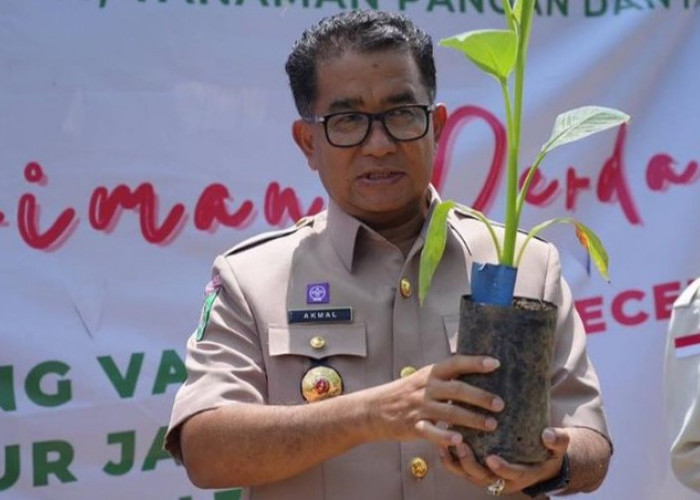 Akmal Minta Varietas Pisang Kepok Grecek Dibudidaya di Seluruh Kaltim 