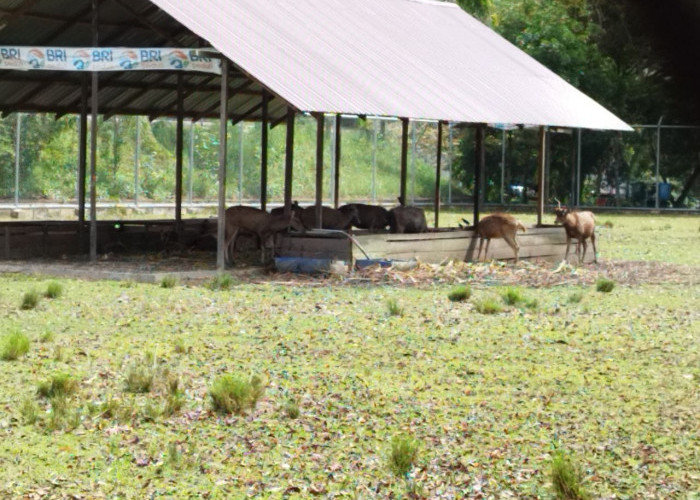 Lokasi Taman Kehati PPU Direncanakan Dibangun di Belakang Kantor Bupati