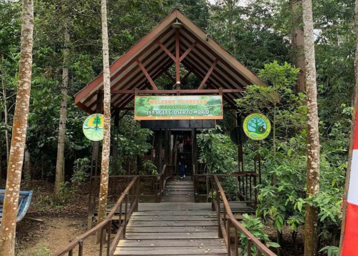 Prevab Orang Utan TNK Ditutup Sementara, Fokus Pemulihan Ekosistem dan Pembenahan Wisata Konservasi