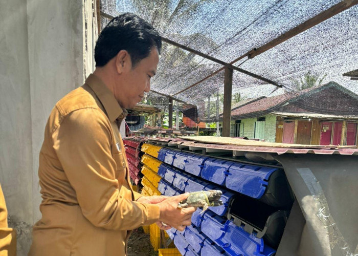 Kembangkan Potensi Lokal Melalui Inovasi Box Apartemen Kepiting di Pesisir PPU