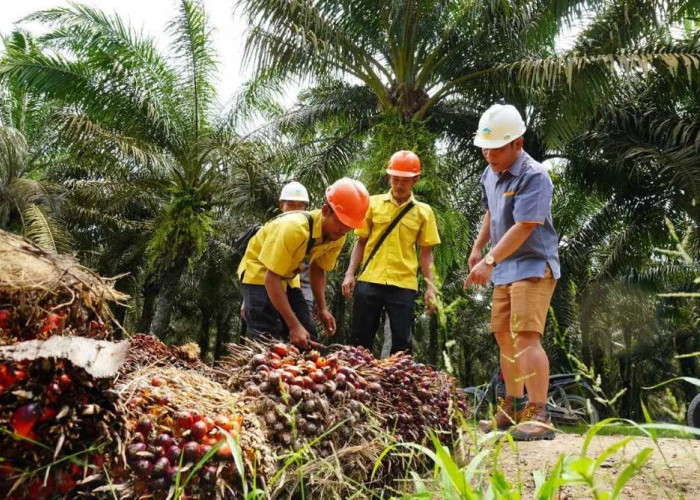 Disbun Kaltim Buka Ruang Pengaduan Pembelian TBS Murah  