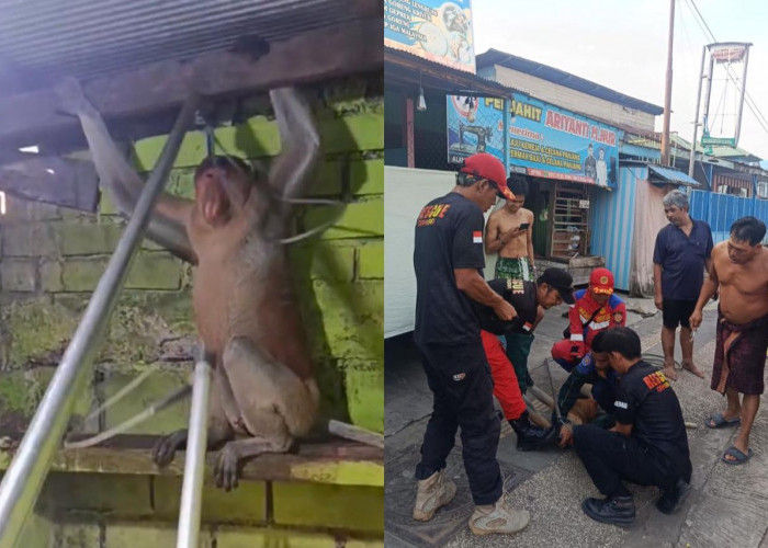 Masuk ke Rumah Warga, Seekor Bekantan di Berau Dievakuasi Petugas Damkar