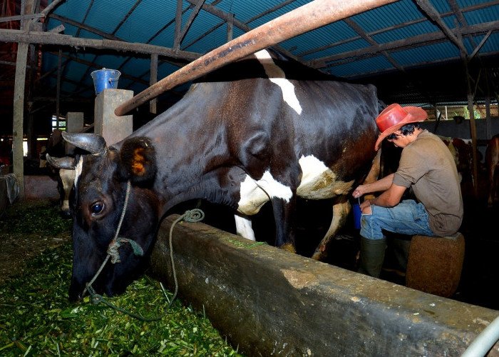 Dapat Fasilitas Pembiayaan BRI, Klaster Susu di Ponorogo Berhasil Tingkatkan Kapasitas Produksi