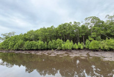 Bupati Kutim: Wisata Pantai Teluk Lingga Tak Boleh Korbankan Hutan Mangrove 