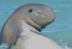 Pemkab Kukar Akan Lakukan Ini Demi Melindungi Populasi Pesut Mahakam 