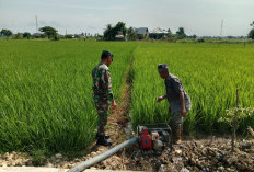 Air Sawah Kaltim Menyusut, 2.000 Hektare Lahan Terancam Gagal Panen 