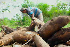 Upaya Pemkab Kutim Sejahterakan Petani Holtikultura: Berikan Bantuan dan Pendampingan