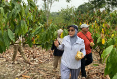 Bertolak ke Kementerian Lagi, Bupati Sri Juniarsih Bawa Cokelat Berau Go International
