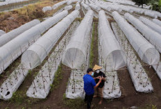 BRI Salurkan KUR Rp65,95 Triliun, Jangkau 558 Ribu Petani dan 23 Ribu Nelayan per April 2026