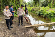 Buruh Panen di Batu Engau Ditemukan Bersimbah Darah di Tepi Parit Kebun Sawit, Diduga Diterkam Buaya