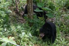 Beruang Madu Muncul di Desa Marah Haloq, Warga Diminta Hindari Area Rawan
