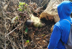 Pria 58 Tahun Meninggal Tertindih Pohon di Kebunnya Sendiri