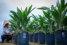 Permintaan Benih Sawit Melonjak hingga Kaltara
