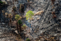 Otorita IKN Temukan Bekas Tebangan di Lokasi Kebakaran Bukit Tengkorak