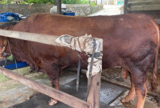 Sapi Limosin Seberat 1 Ton Milik Peternak di Long Ikis Terpilih jadi Hewan Kurban Bantuan Presiden