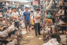 Pemprov Kaltim Melarang Perdagangan Daging Anjing dan Kucing, Aktivis Hewan Berharap Ada Razia