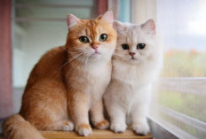 Sering Dianggap Mistis, Ini Fakta Kucing Mati di Rumah yang Sebenarnya