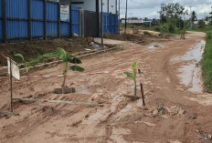 Warga Singa Geweh Tanam Pisang di Jalan, Kesal Dua Tahun Akses Rusak Tak Ditangani