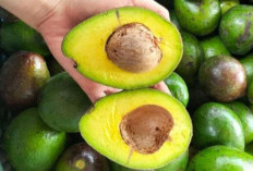 Mengonsumsi Alpukat bisa Tingkatkan Kesehatan Jantung, Mengandung Lemak Baik