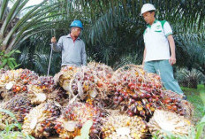 Harga TBS Sawit di Kukar Kembali Menguat, Capai Rp 3.300 per Kilogram 