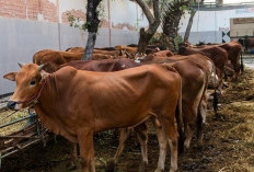 Produksi Daging Kaltim Rendah, Hetifah Sebut Kuncinya di SDM Bukan Cuma Jumlah Ternak