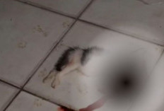4 Anak Kucing Ditemukan Tewas Mengenaskan di SMKN 3 Balikpapan, Dugaan Penganiayaan Dilaporkan ke Polisi