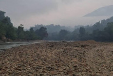 Air Sungai Mahakam Surut, Pesut dan Tongkang Berebut Ruang di Alur Dalam