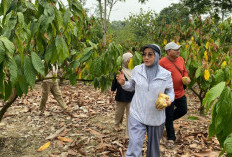 Berau Siap Garap 400 Hektare Komoditas Kakao dan Kelapa Dalam