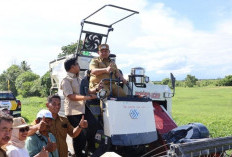 Lawan El Nino, Petani Babulu Kini Punya Senjata Baru Pemangkas Waktu Panen