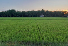 Optimalisasi Lahan Tidur untuk Lumbung Pangan, Mudyat Noor Janji Rutin Turun ke Desa