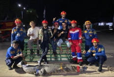 Buaya 2,5 Meter Naik ke Permukiman Warga Teluk Lingga Kutim