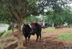 6.000 Sapi Kurban Beredar di Kukar, Mayoritas dari NTT