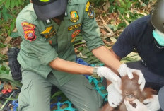 Terdesak Panas Ekstrem, 3 Orangutan Tinggalkan Habitat Masuk Permukiman 